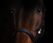 Halfter Sparkle Double Pin Dynamic